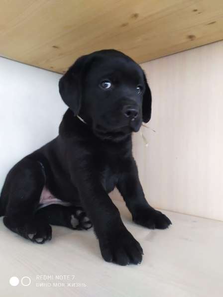 Лабрадор ретривер с родословной в Севастополе фото 3