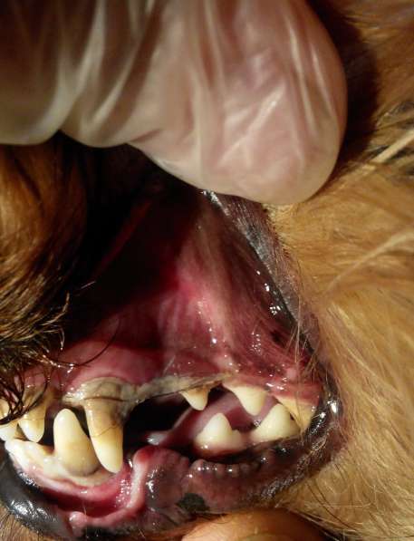 Ультразвуковая чистка зубов собакам мелких пород