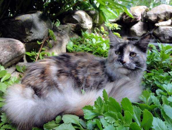 Кошечка мейн-кун из питомника в Казани фото 61