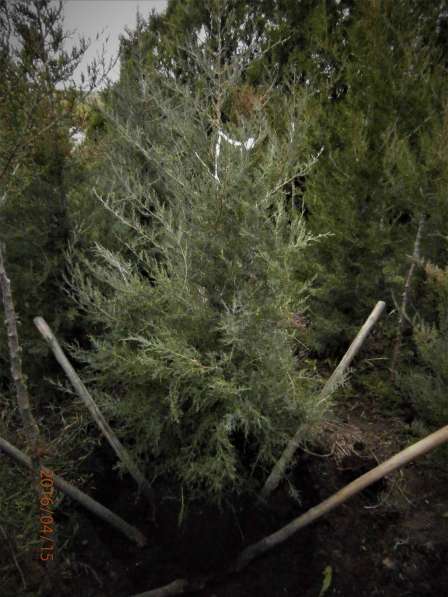Саженцы хвойных деревьев Туя и Можжевельники в Волгодонске