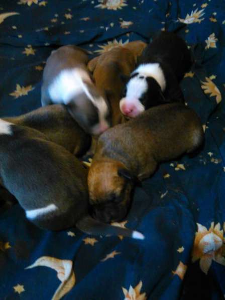 Щенки Американского стаффордширского терьера (Собака янки) в фото 11