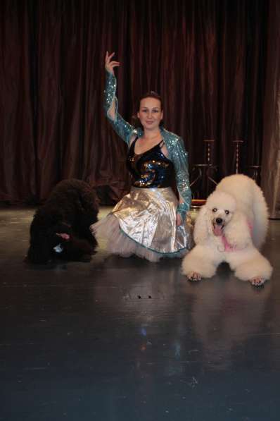 А Вы видели как собаки танцуют рок-н-ролл? в Москве