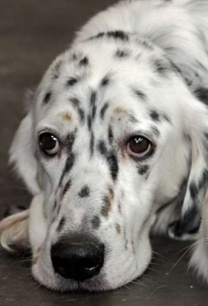 Английский сеттер щенки из элитного питомника в Москве фото 30