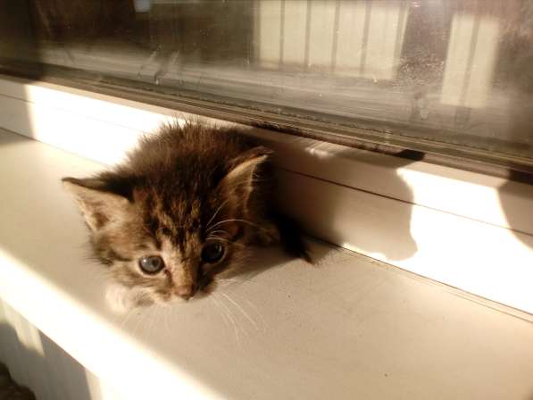 Шотландский вислоухий котенок в Набережных Челнах