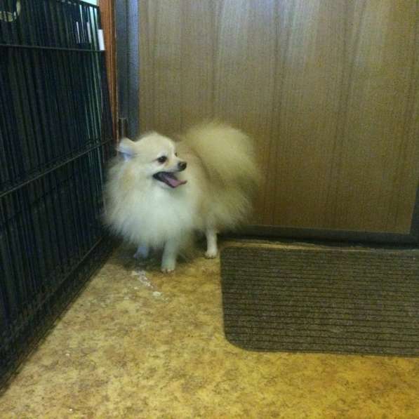 Шпицемальчик собака-улыбака в Москве фото 12