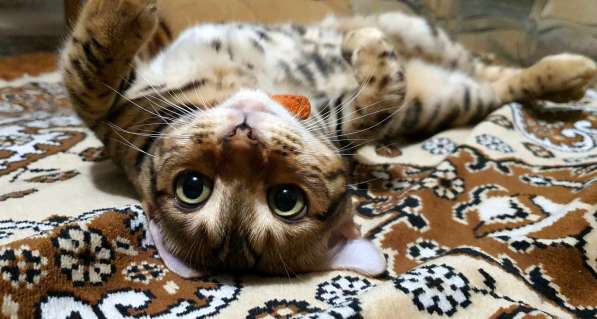 Бенгальские котята, шикарная кошечка, документы WCF, питомн в фото 30