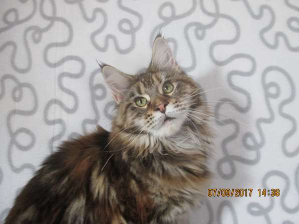 Взрослые девочки из питомника, возможно в совладение в Екатеринбурге фото 18