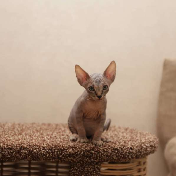 Котята канадского сфинксв в Москве фото 13