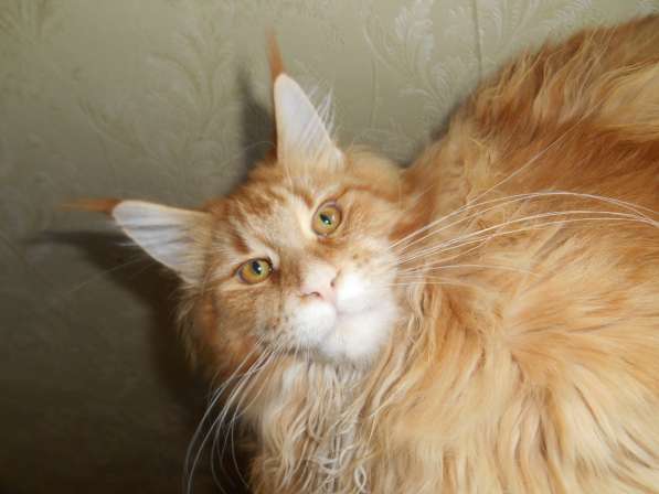 Котята мейн-кун в Серпухове фото 13