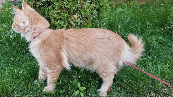 Продаётся красная девочка мейн-кун в Санкт-Петербурге фото 6