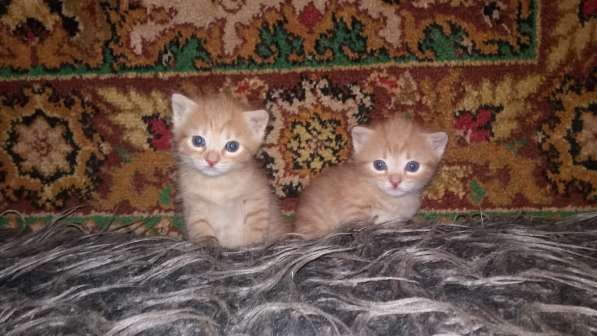 Прелестная кошечка ищет хороший дом! в фото 14
