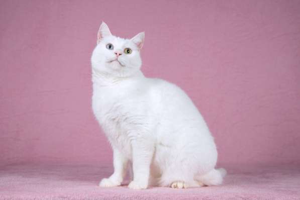 Белая кошка Лавли с разноцветными глазами в Москве фото 4
