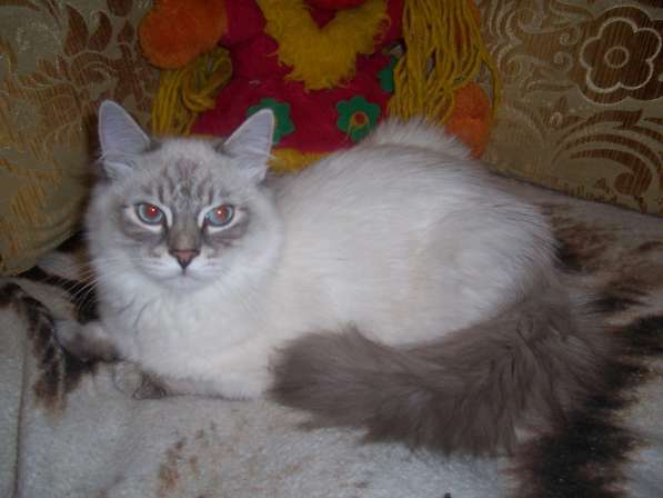 Невские маскарадные котята в Севастополе фото 9
