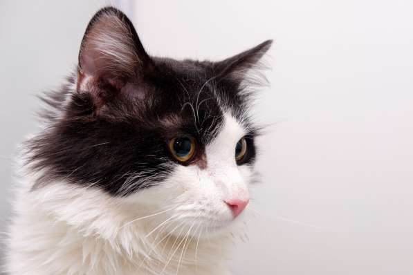 Пушистый Бастиан мечтает о любви в Москве