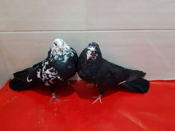 Продам голубей порода Ростовские Статные в фото 4