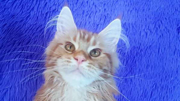 Красотка кремового солидного окраса из питомника Arktur в Тюмени фото 18