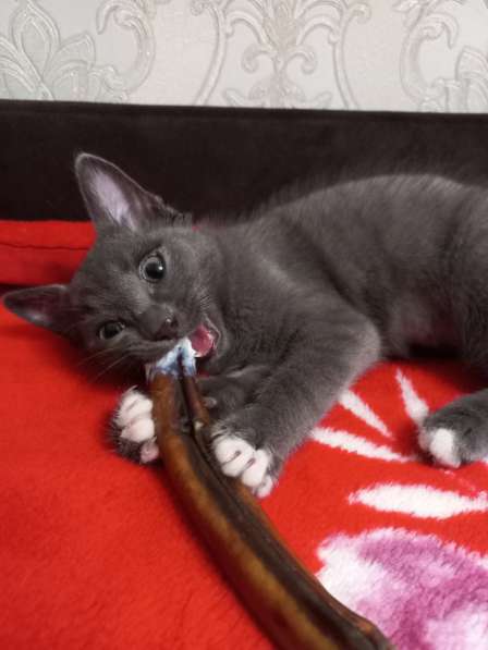 Подарю серого котенка с синими глазами 2мес в Красноярске фото 5
