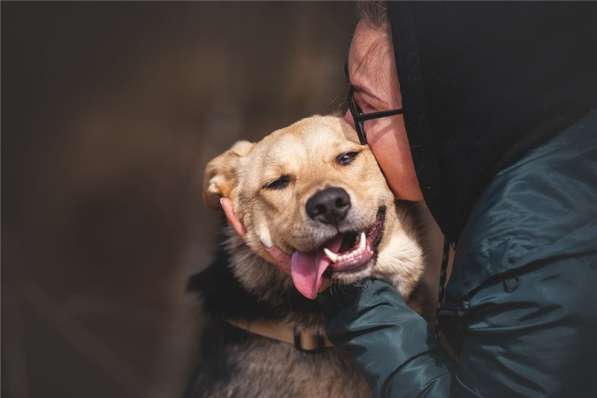 Чудесный пёс Дэнвер в добрые руки в Москве фото 6
