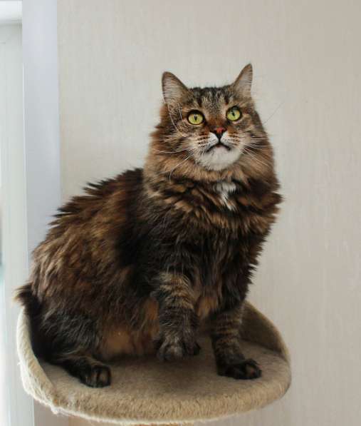 Кот в добрые руки. Сибирячок Стёпа в Калуге фото 11