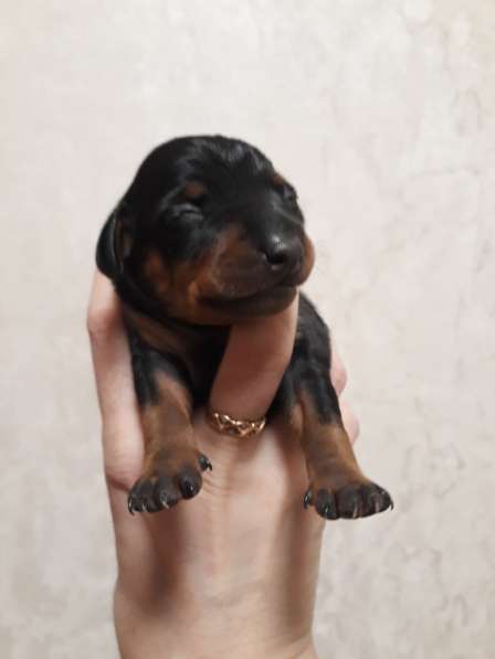 Щенки Цвергпинчера в Москве фото 4