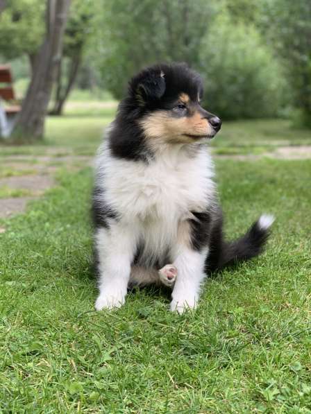 Щенок колли длинношёрстный в Екатеринбурге фото 18