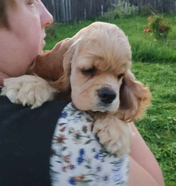 Американский кокер спаниель в Смоленске фото 5