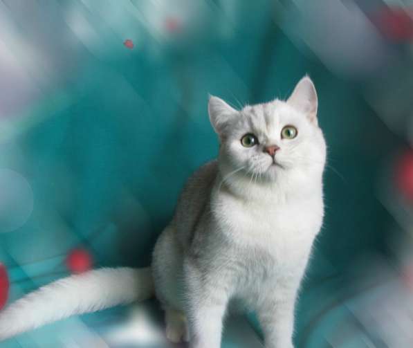 Шотландский котик с документами в фото 10