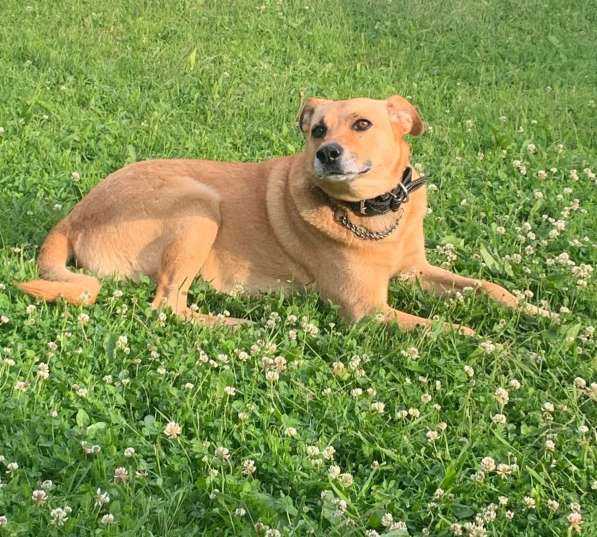 Друг в добрые руки в Москве