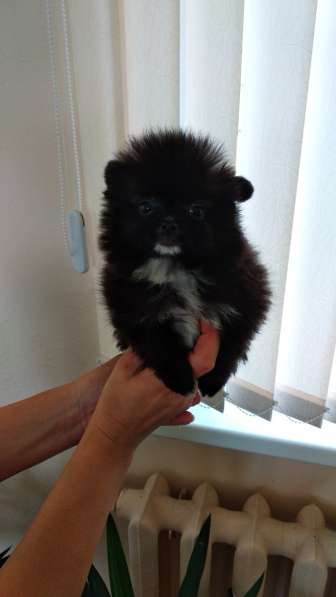 Померанского шпица Щенки в фото 10