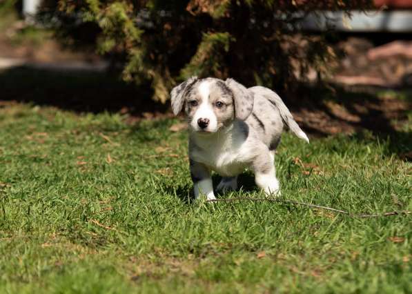 Вельш- корги кардиган