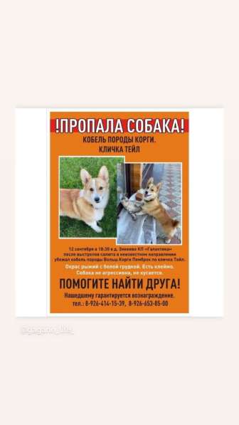 Пропала собака!!!!! в Гагарине