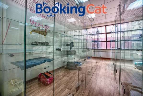 Гостиница для кошек BookingCat