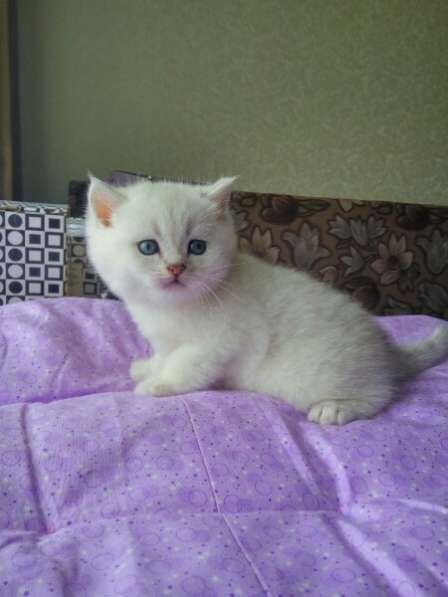 Британские котята в Санкт-Петербурге фото 12