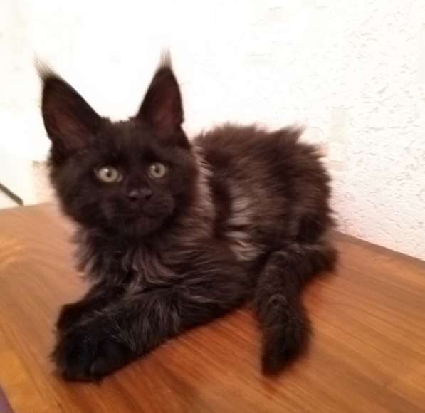 Шикарный черный котенок мейн-кун, 2,5 мес от Евро Чемпионов в Москве фото 5