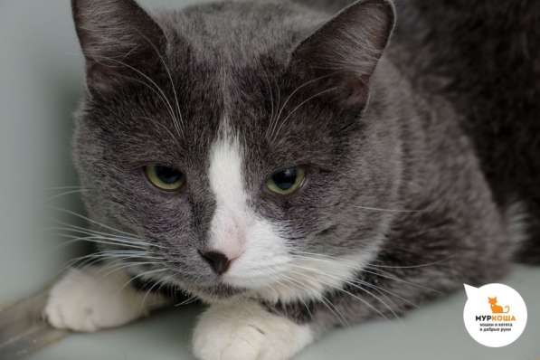 Котик Пончик в Москве