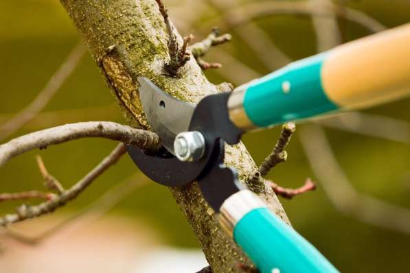 Обрезка деревьев. Уход и лечение вашего сада в Краснодаре фото 15