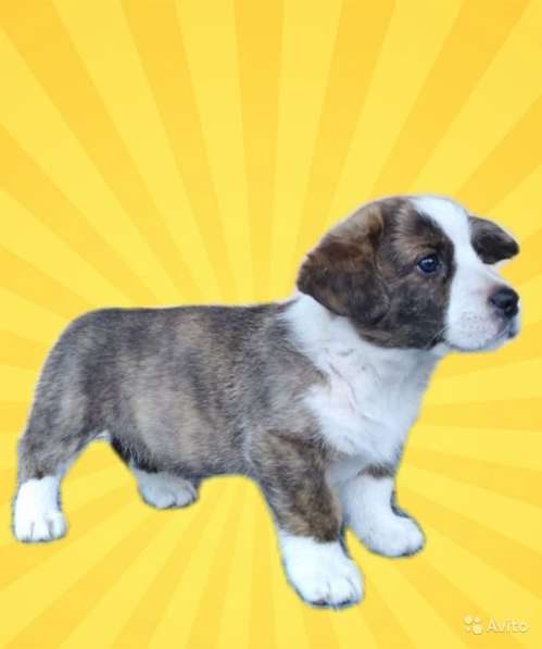 Девочки вельш корги кардиган в фото 11