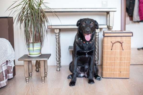 Линси - щенок метис лабрадора в дар в Москве фото 5