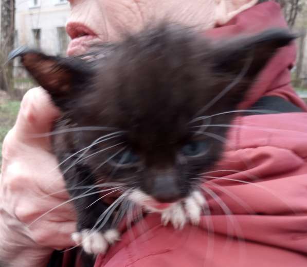 Масик Тарасик ищет любящий дом в Москве фото 19