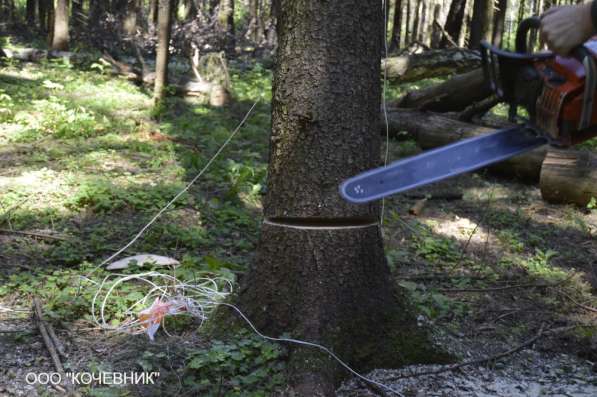 удаление опасных аварийных деревьев - кронирование - санитар в Москве фото 5