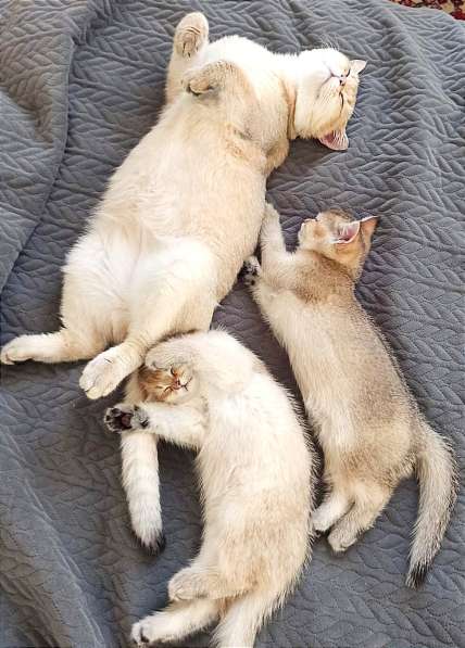 Котята британские короткошерстные золотые шиншиллы в фото 10