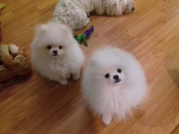 Померанские шпицы в фото 7