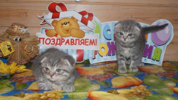 Шалуны в Москве фото 3