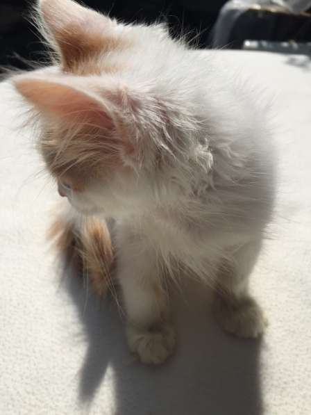 Котята в Кисловодске фото 52