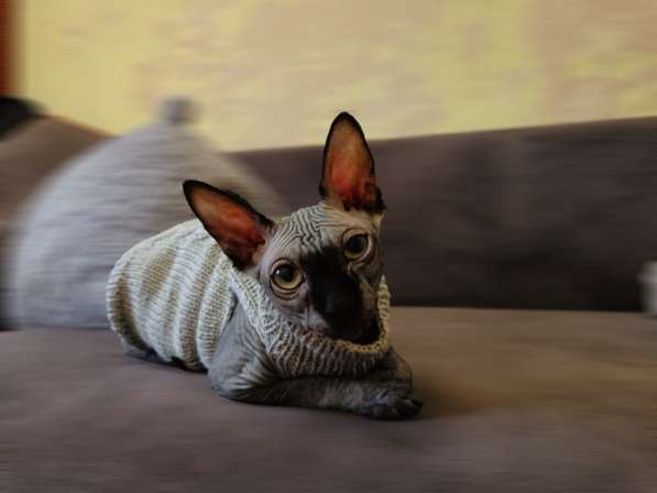 Вязаная одежда для кошек в Майкопе фото 8