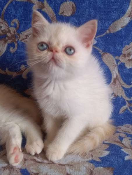 Экзотические котята в фото 6