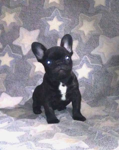 Француженка тигровая в Кирове фото 14