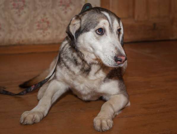 Собаке очень нужен дом в Нижнем Новгороде фото 11