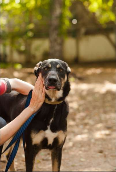 Молодой и нежный Блэк ищет семью в Москве фото 16