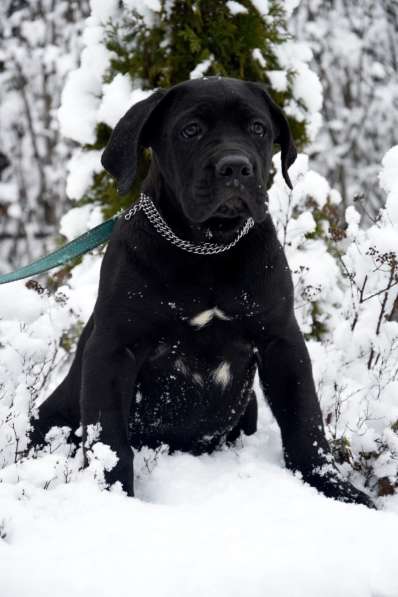 Cane Corso puppy в фото 5